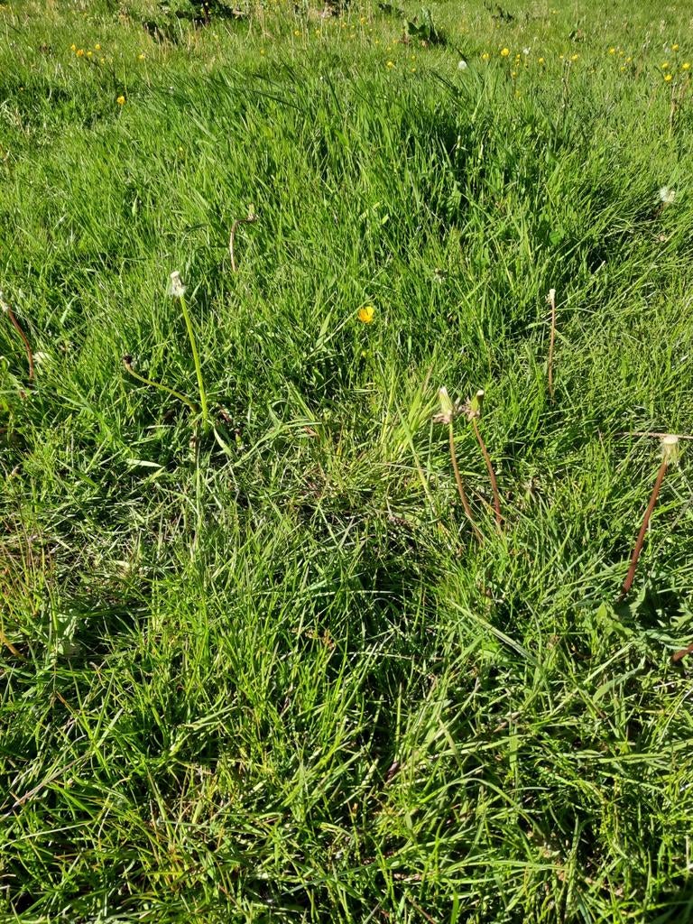 Gezocht: weiland/padock paradise/ stalling, Dieren en Toebehoren, Stalling en Weidegang, Stalling