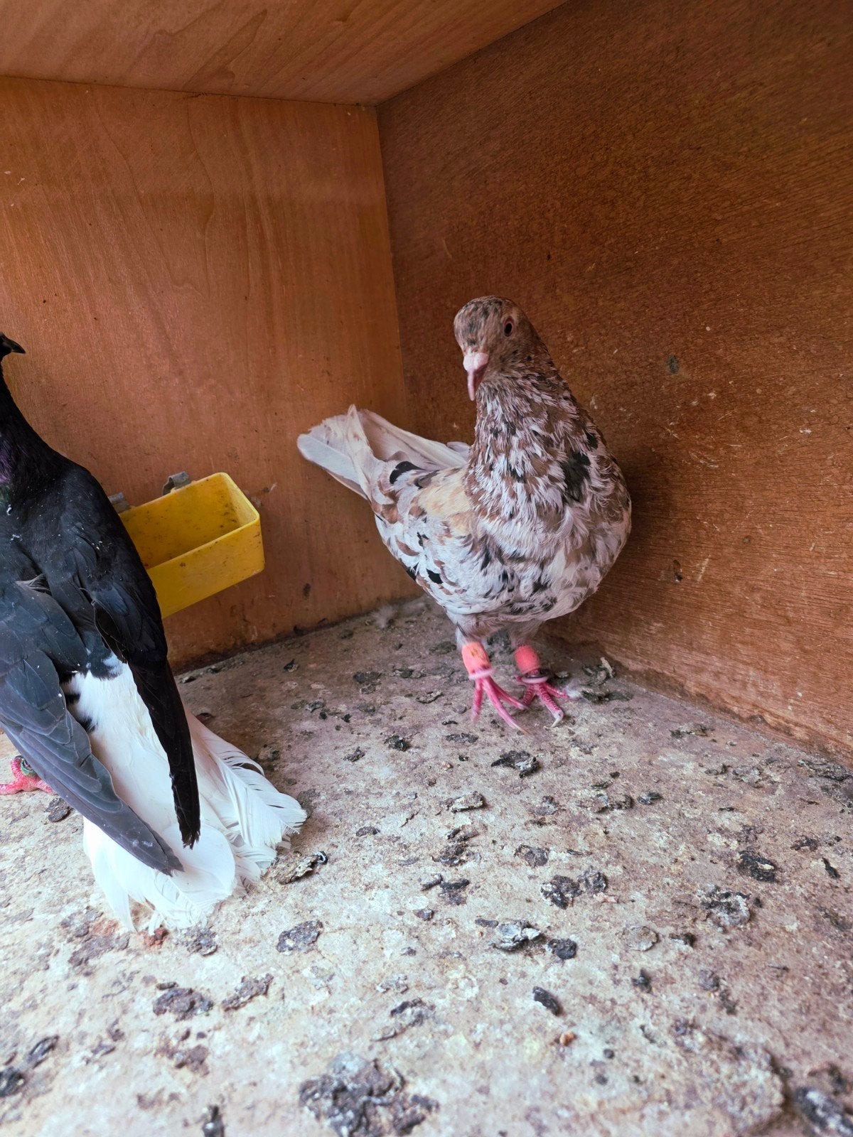 Mooie iraanse duiven(belgie), Dieren en Toebehoren, Vogels | Duiven, Meerdere dieren