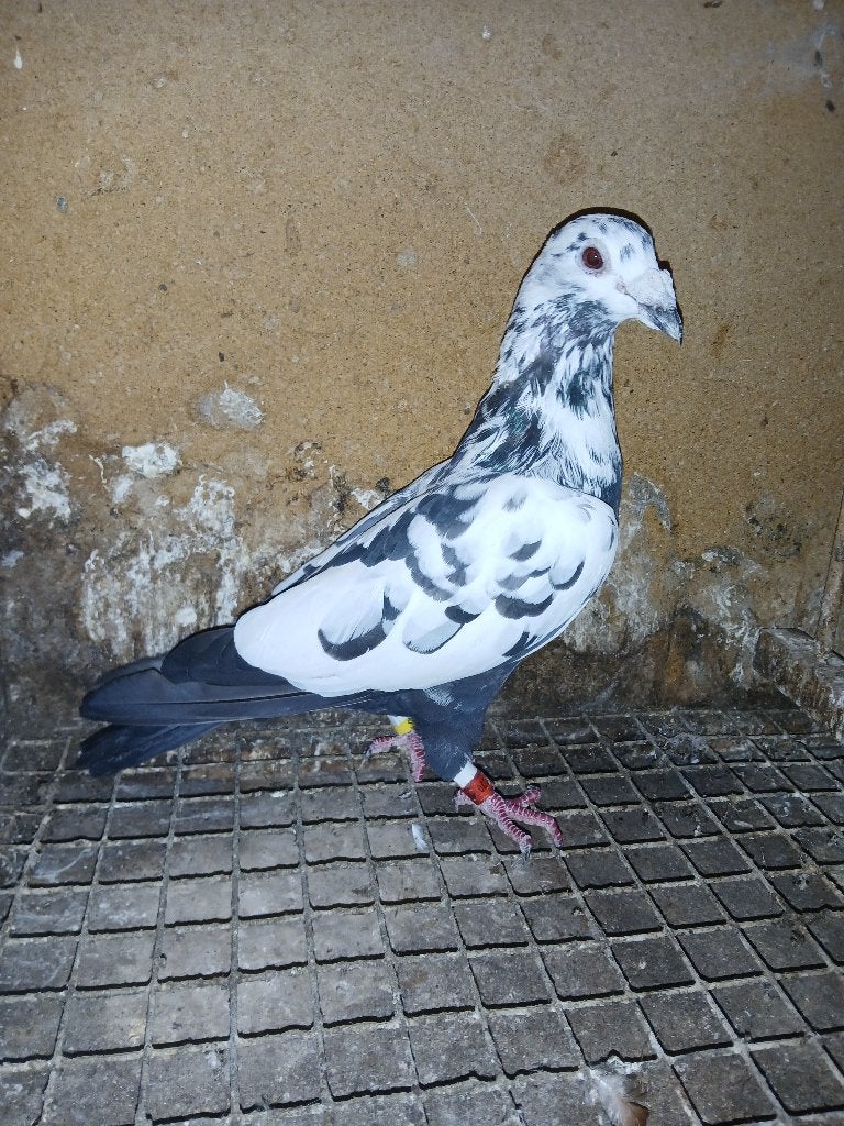 Postduiv / Kleurpostduiv, Mannelijk, Postduif