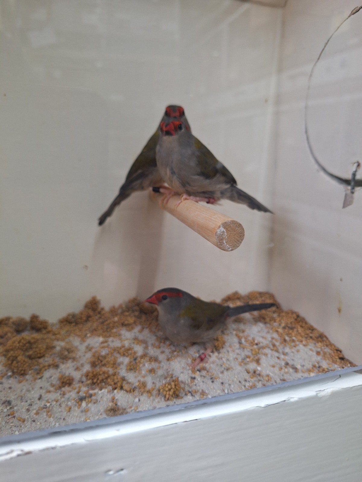 te koop natuurbroed dornastrildes, Dieren en Toebehoren, Mannelijk, Geringd