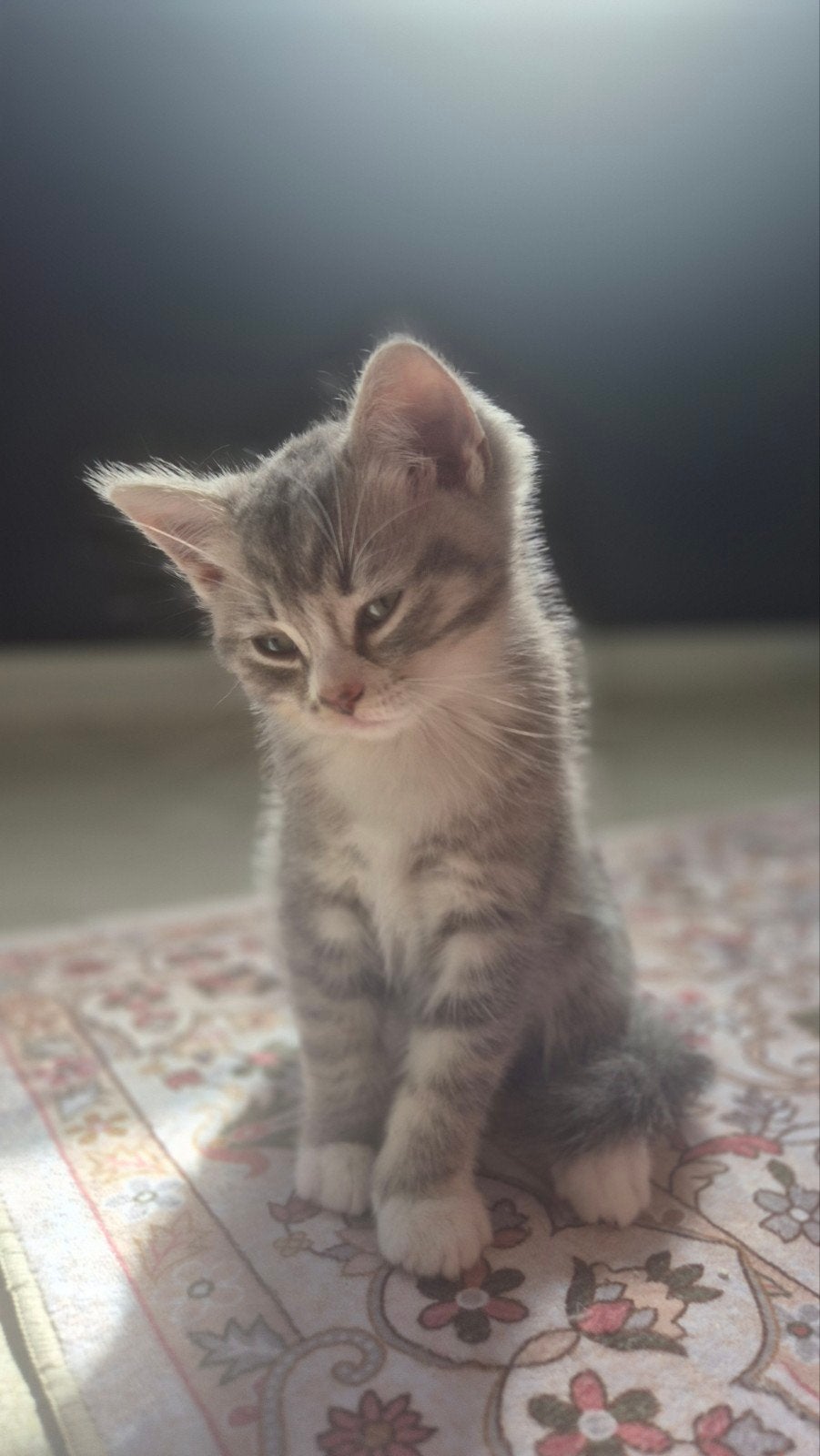 britsekorthaar ragdoll mix., Poes, Ontwormd, 0 tot 2 jaar