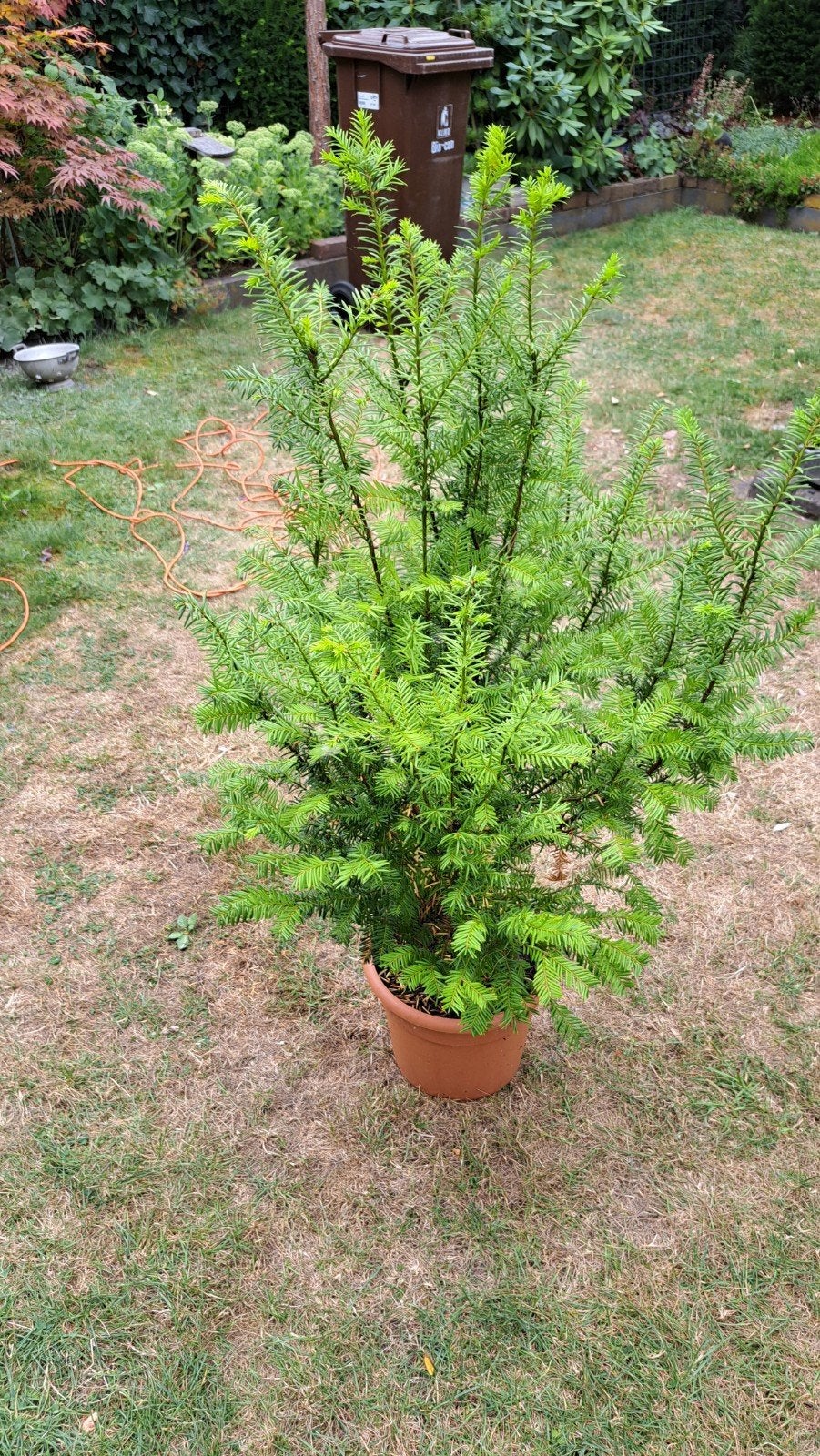mooie Taxus, Ophalen, Taxus, 100 tot 250 cm