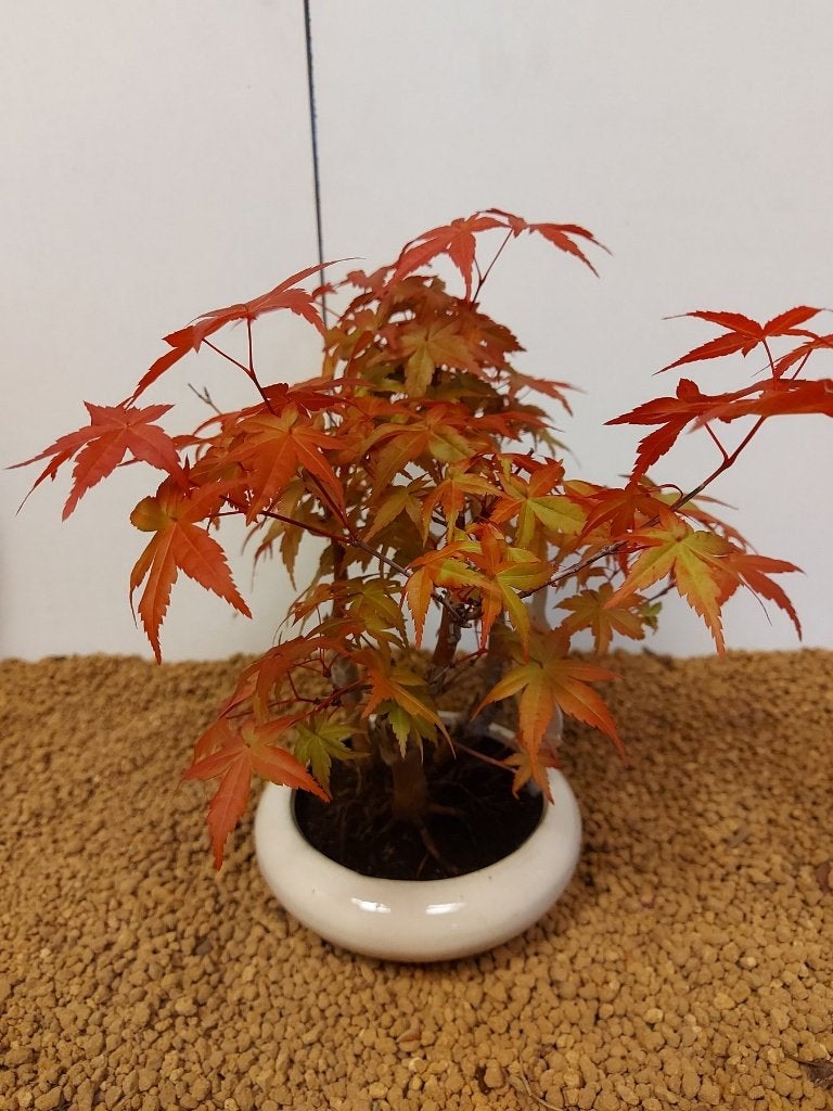 bonzai boompjes, Huis en Inrichting, Kamerplanten, Verzenden, Halfschaduw, In pot, Minder dan 100 cm