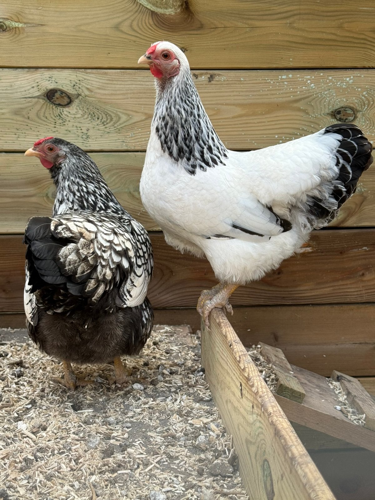 Twee wyandotte kriel hennen, Vrouwelijk, Kip