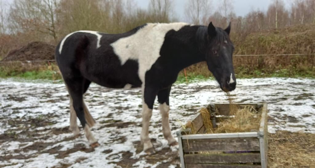 Menpaardje, Dieren en Toebehoren, Paarden, Minder dan 160 cm, Met stamboom, Ruin, Niet van toepassing