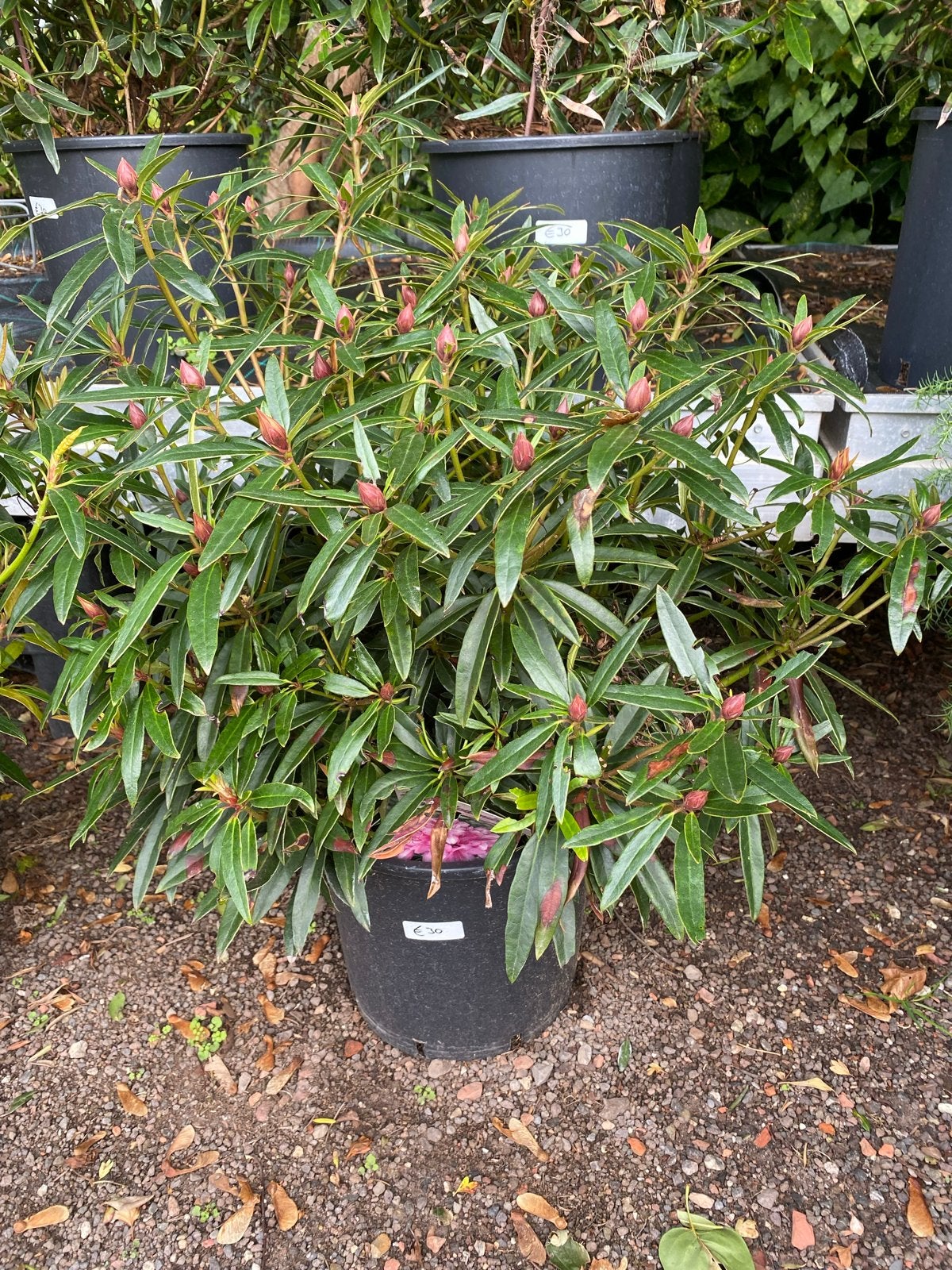 Grote Rhododendron - Prachtige Bloeier voor uw Tuin, Tuin en Terras, Vaste plant, Halfschaduw, Lente, Ophalen
