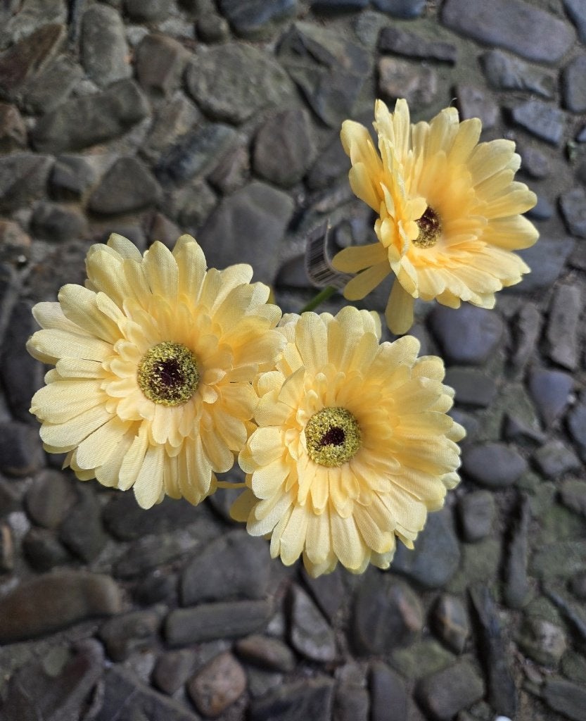 SUPERKOOPJE - GERBERA - 4 KLEUREN - 1 EURO, Ophalen of Verzenden, Nieuw