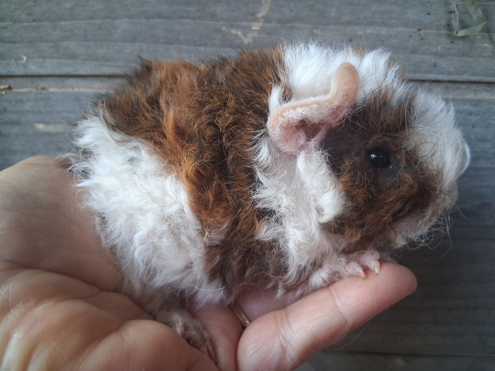 TK mooie lunkarya baby,s, Dieren en Toebehoren, Knaagdieren, Juni, Meerdere dieren, Cavia