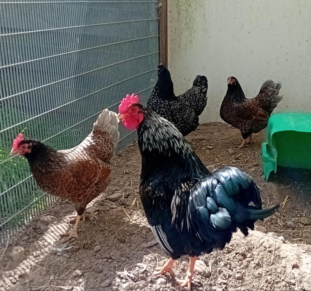 Barnevelder kriel kippen blauw/ zilvergezoomd, Dieren en Toebehoren, Meerdere dieren, Kip