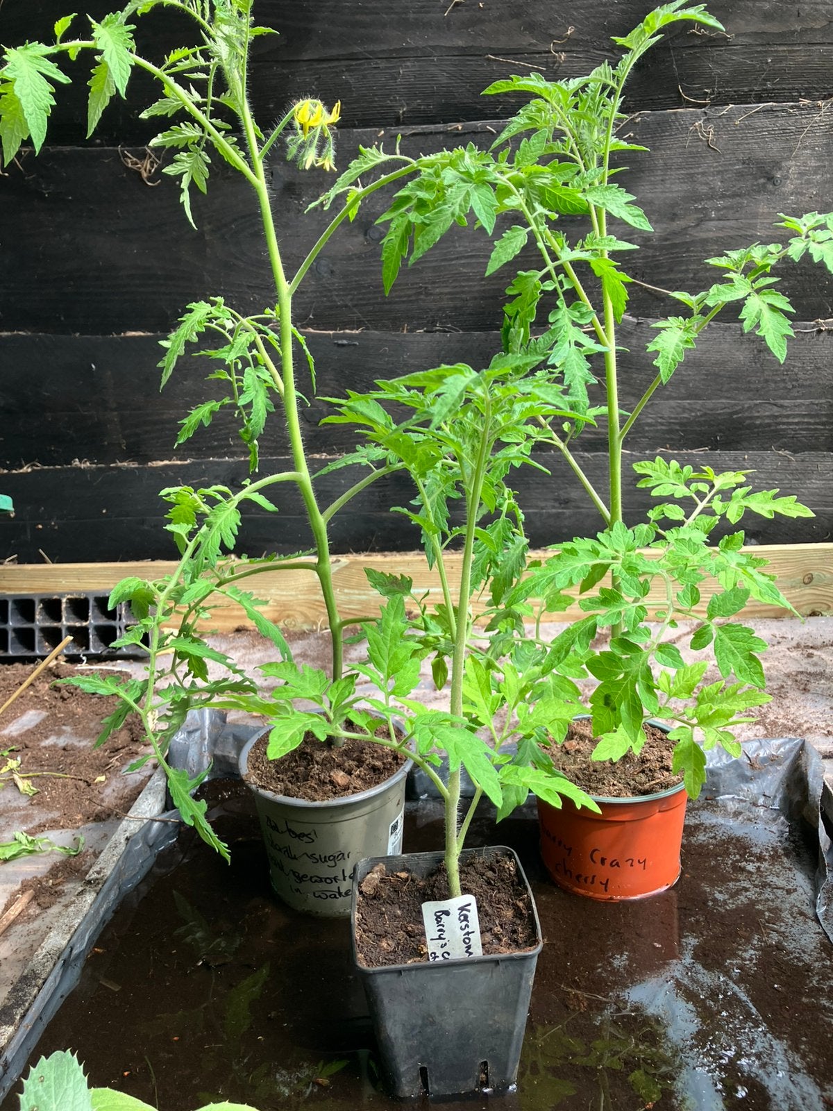Verschillende moestuinplantjes (ook net even andere) BIO, Tuin en Terras, Planten | Tuinplanten, Ophalen, Eenjarig, Groenteplanten