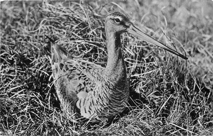 377-719-025 Noordhollands Duinreservaat, Verzenden, Voor 1920, Noord-Holland
