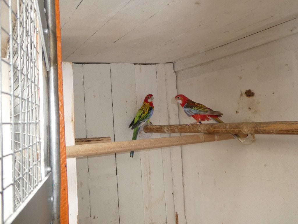 rosella parkieten, Dieren en Toebehoren, Vogels | Parkieten en Papegaaien, Meerdere dieren, Parkiet, Geringd
