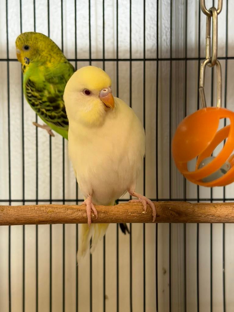 Diverse jonge, tamme, parkietjes, Meerdere dieren, Parkiet, Pratend