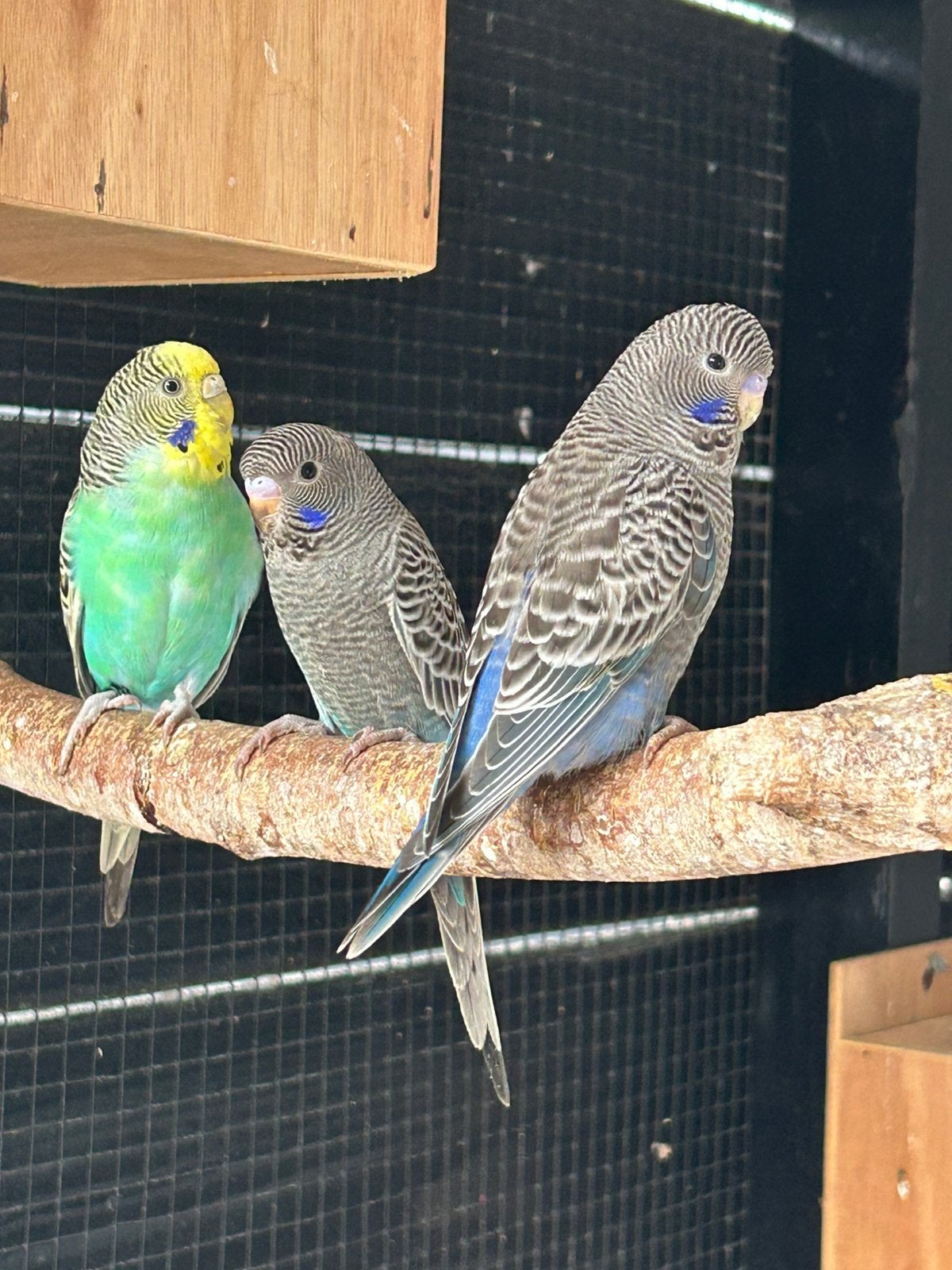 2 jonge blackface split blackwing, Meerdere dieren, Parkiet