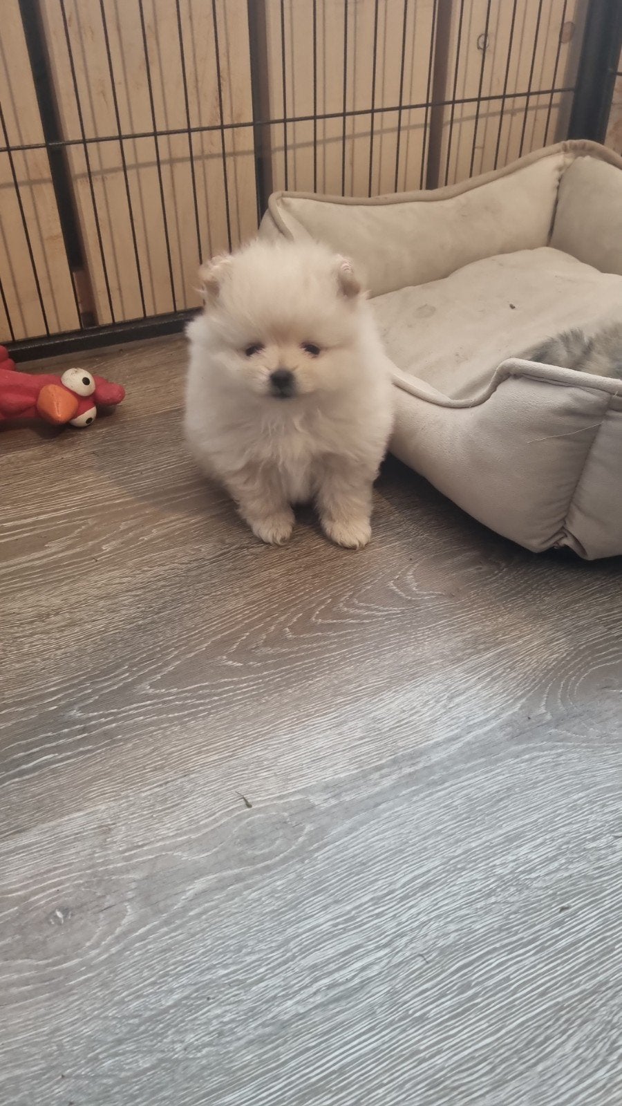 pomeriaan puppy's, 8 tot 15 weken, Parvo, Meerdere, Meerdere dieren
