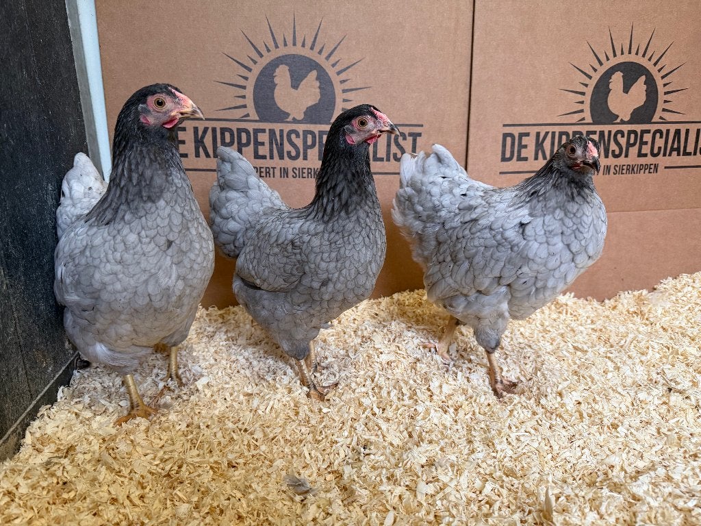 Jonge tamme Wyandotte kriel Grijs Blauw gesekst en ingeënt, Vrouwelijk, Kip