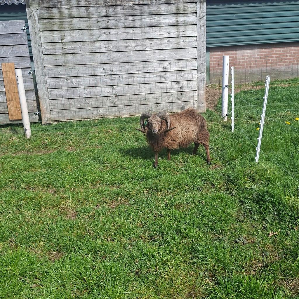 Ouessant ram, Dieren en Toebehoren, Mannelijk, Schaap