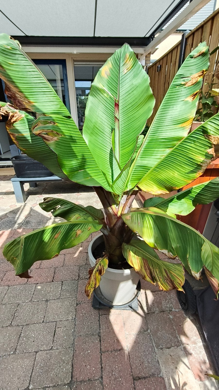 Grote Ensete Maurelli - 120cm hoog, Tuin en Terras, Planten | Tuinplanten, Volle zon, Vaste plant, Bloeit niet, Ophalen