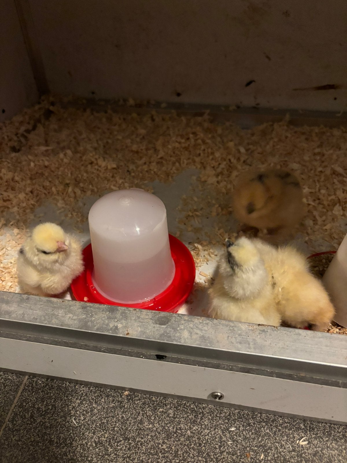 🐣 USA Zijdehoen kuikens, Dieren en Toebehoren, Geslacht onbekend, Kip