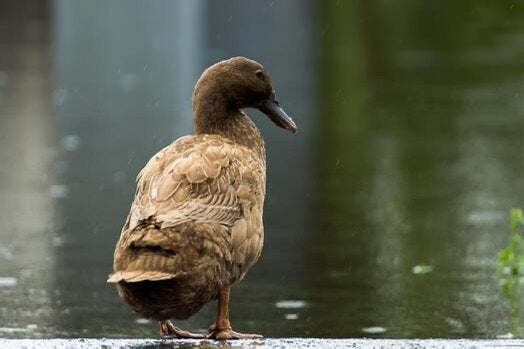 Prachtige mooie khaki cambellls te koop, Dieren en Toebehoren, Meerdere dieren, Eend