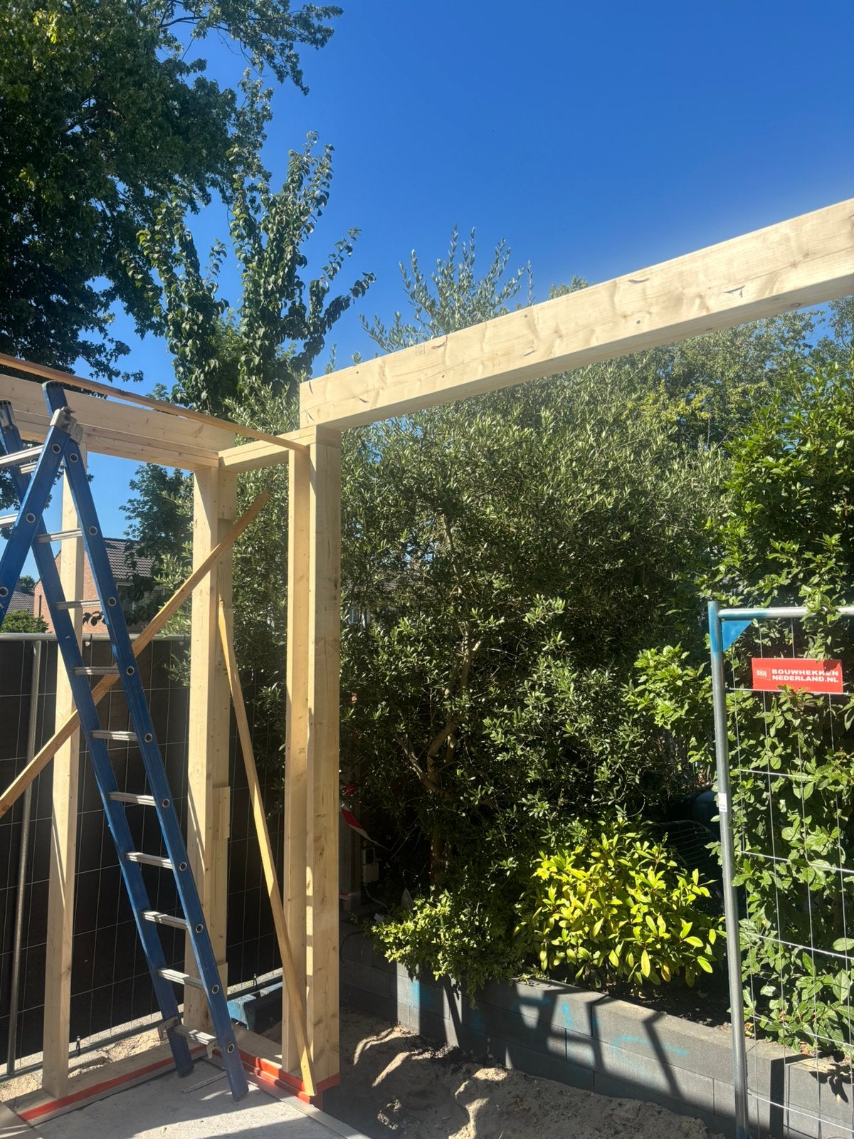 Olijfboom, Ophalen, Volle zon, Olijfboom, 250 tot 400 cm
