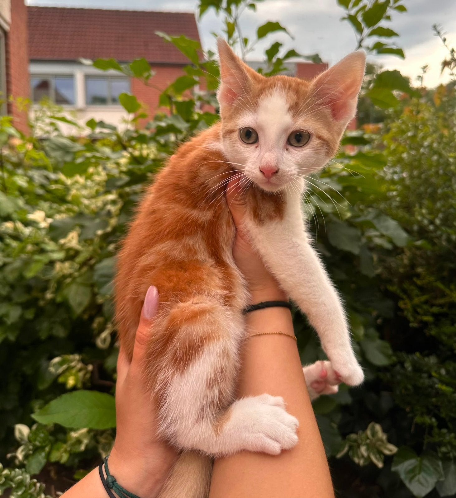 Lieve zindelijke kittens te koop., Dieren en Toebehoren, Katten en Kittens | Overige Katten, Meerdere dieren
