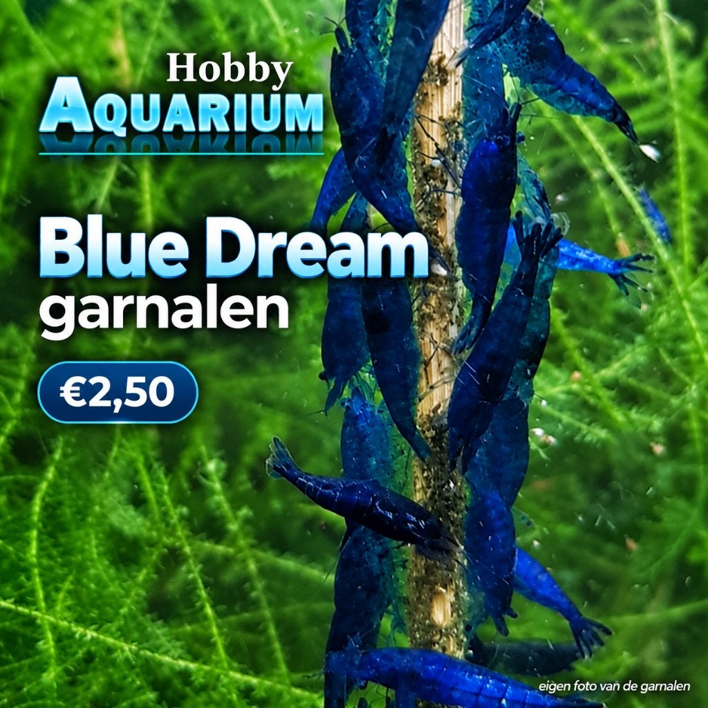 Hobbyaquarium Blue dream  garnalen Zondag 20 Sept 12/17uur, Kreeft, Krab of Garnaal, Zoetwatervis, Schoolvis