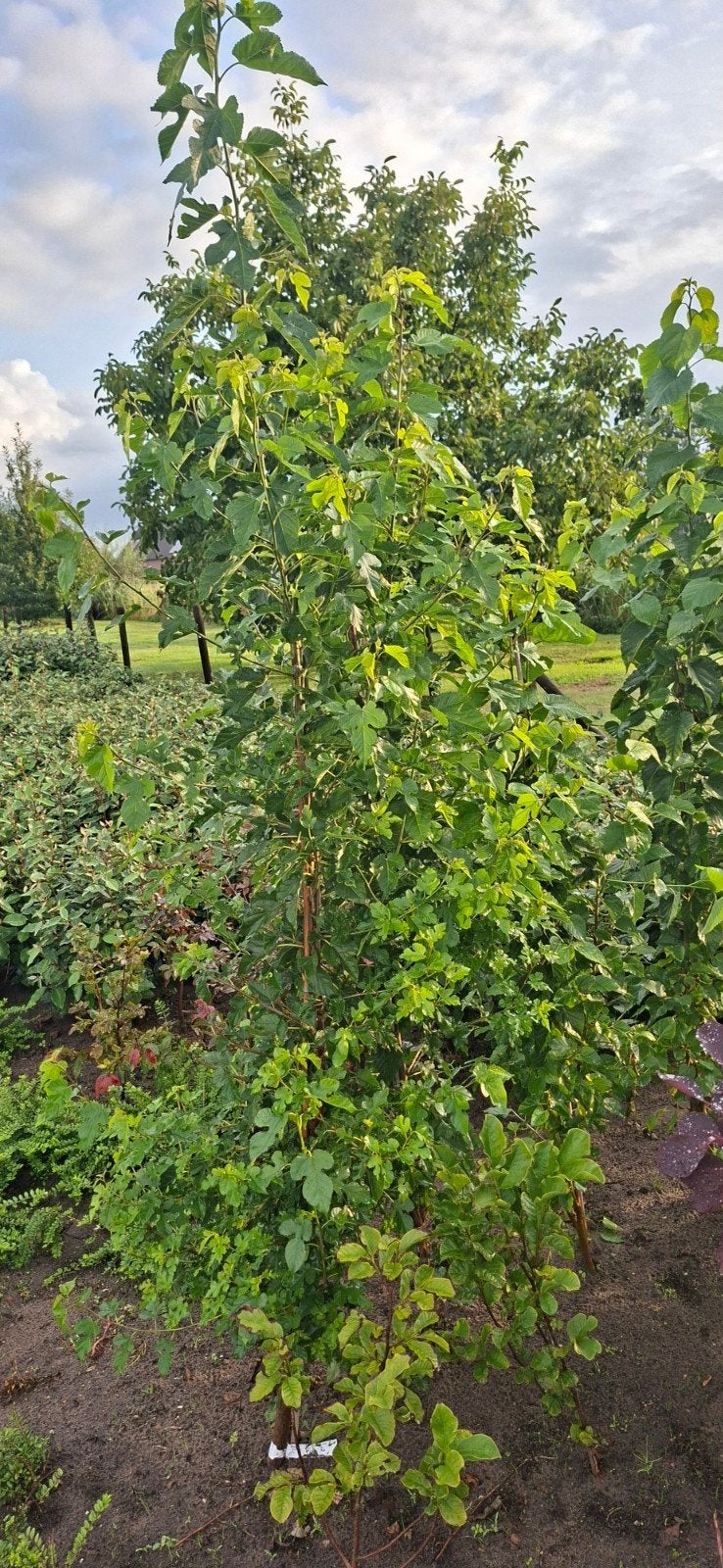 Vanaf 1/11: Witte Moerbei (morus alba ) en Zwarte Moerbei, Tuin en Terras, Ophalen, Zomer, Volle zon, Overige soorten
