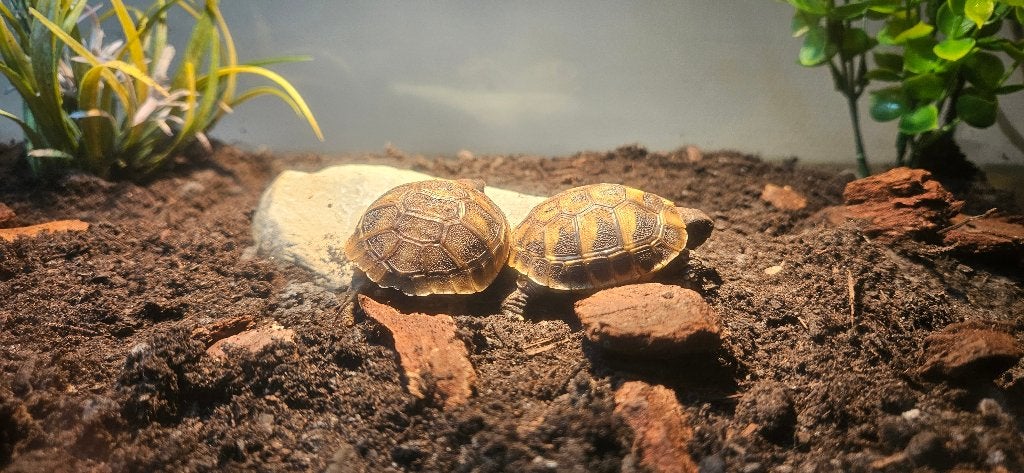 Griekse landschildpadden met compleet terrarium Tortoise photo 5