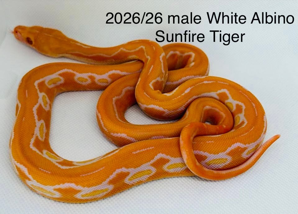 Nakweek Python Reticulatus Reticulated Python photo 18