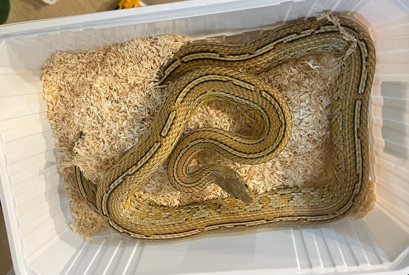 Guttatus caramel tessera het palmetto, Dieren en Toebehoren, Reptielen en Amfibieën, Slang