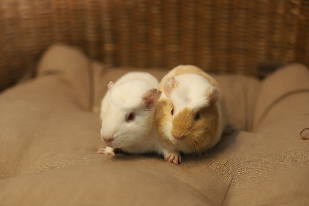 Jonge cavia's | Beertjes en zeugjes | Veel keuze, Dieren en Toebehoren, Knaagdieren, Mei, Meerdere dieren, Cavia