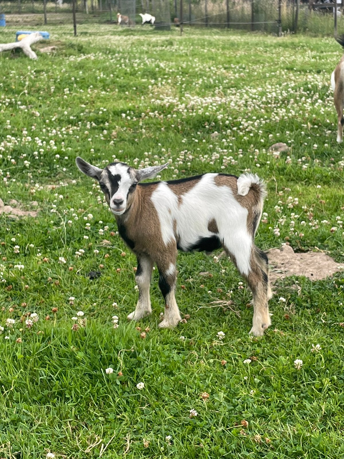 Te koop lief dwergeit bokje 2026, Dieren en Toebehoren, Mannelijk, Geit, 0 tot 2 jaar