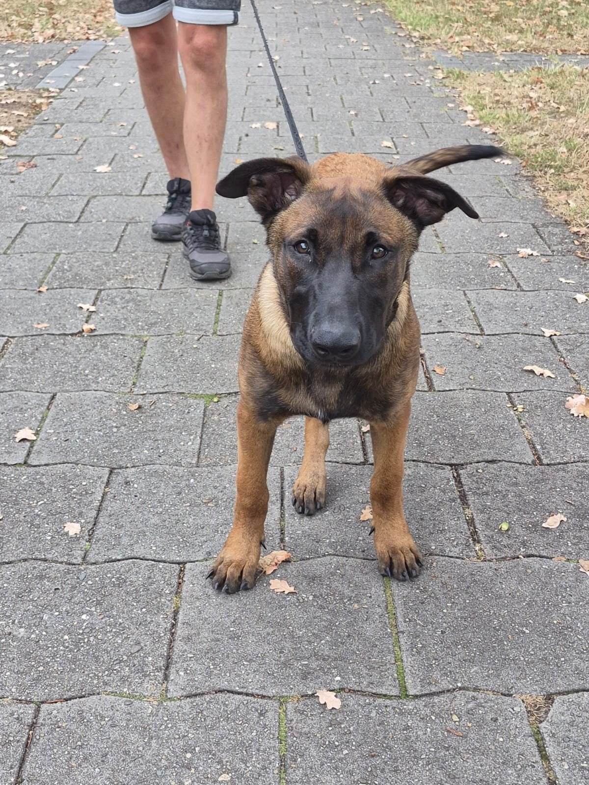 Mechelse Herder pup, Dieren en Toebehoren, Parvo, 15 weken tot 1 jaar, Reu, Eén hond