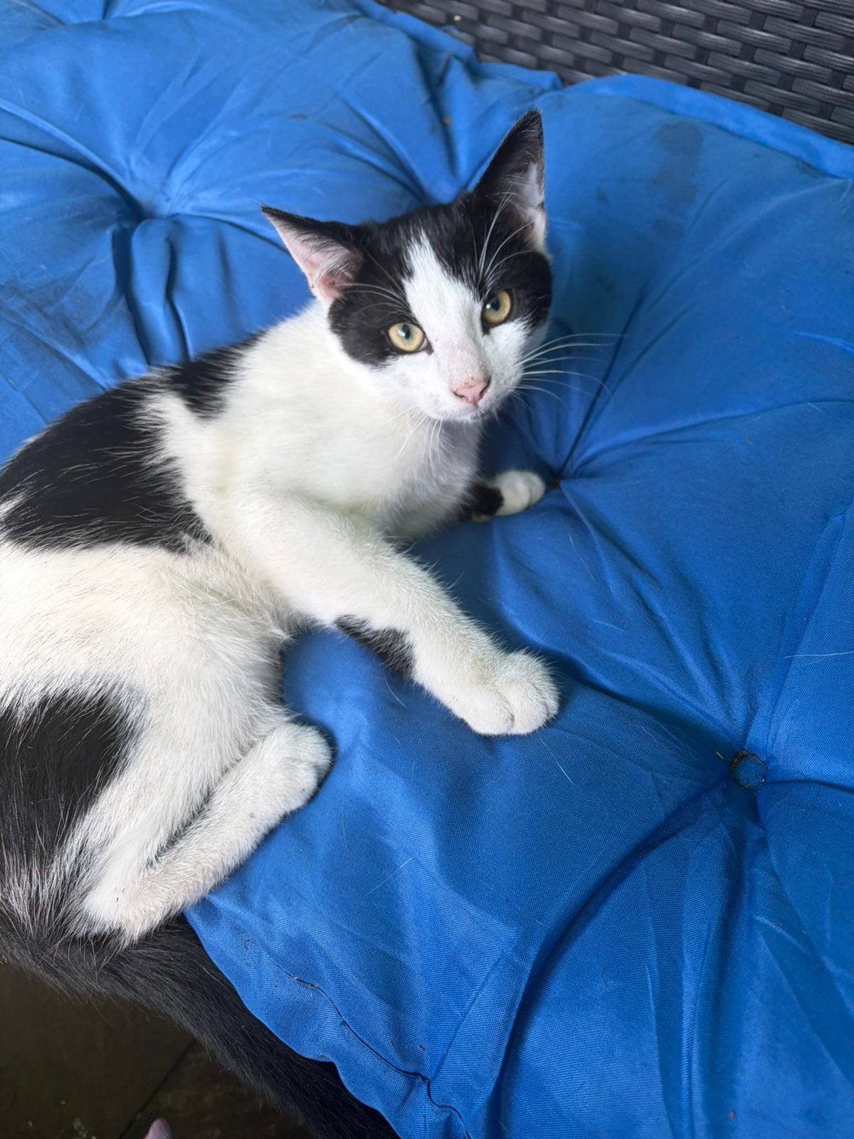 Henkie zoekt een nieuw huisje nu 16 wk  oud, Dieren en Toebehoren, Kater