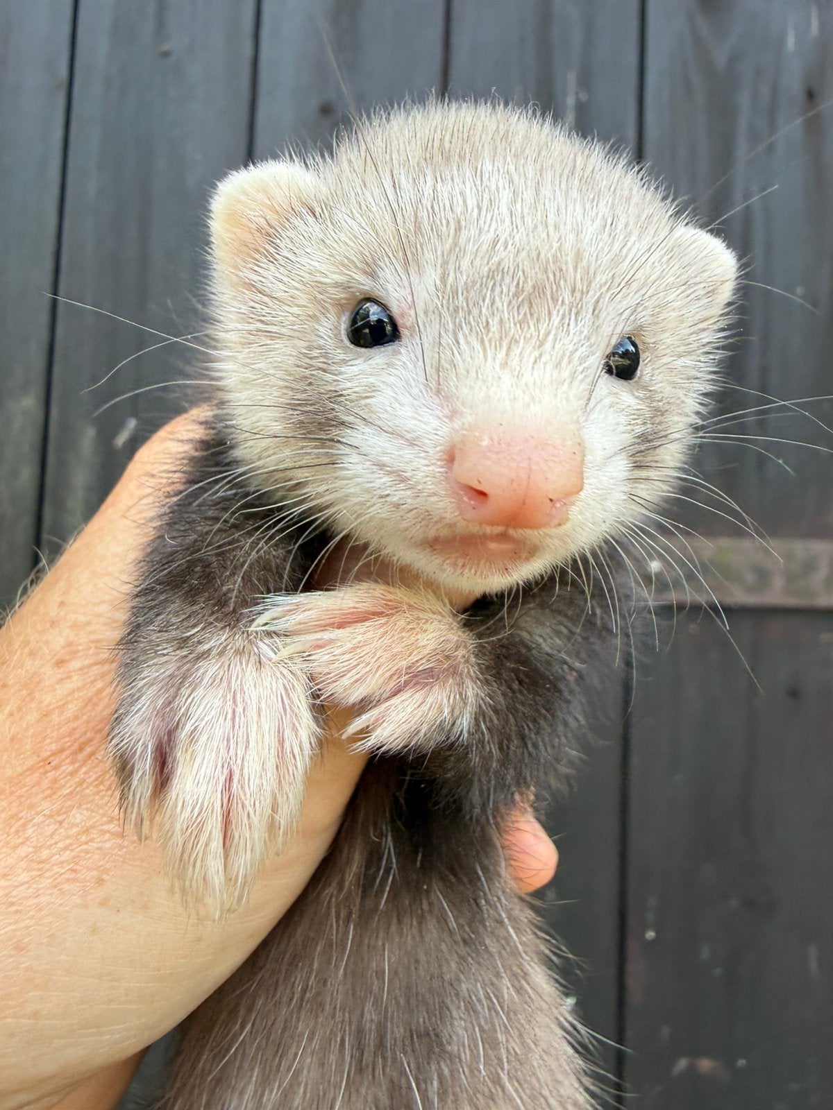 Fret, fret pup, moertje, meisje, Dieren en Toebehoren, Overige Dieren, Mei, Vrouwelijk