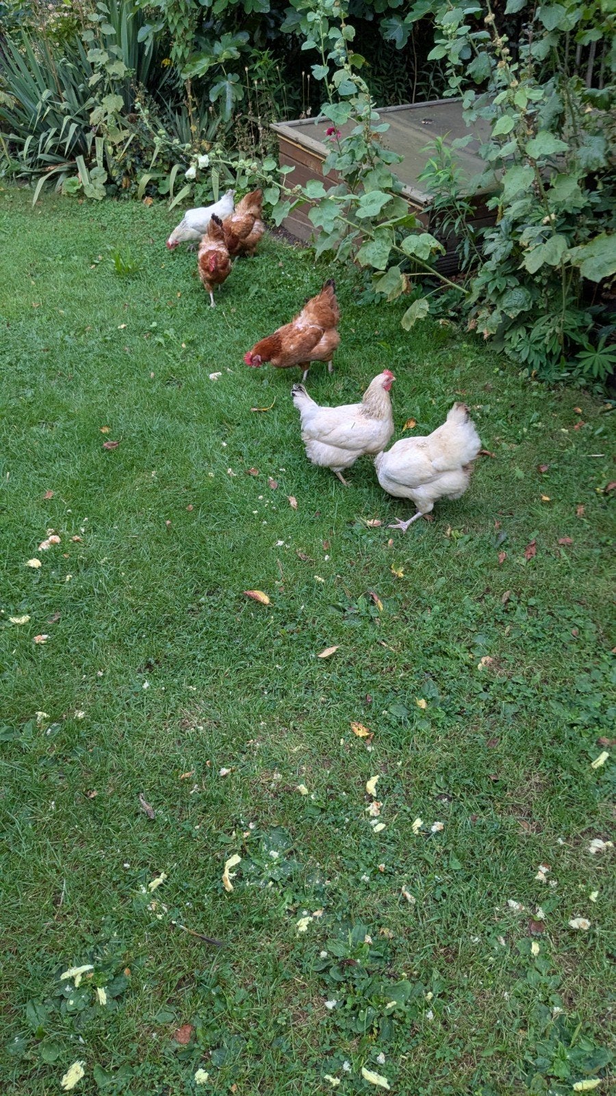 Sussex kippen, Dieren en Toebehoren, Pluimvee, Vrouwelijk, Kip