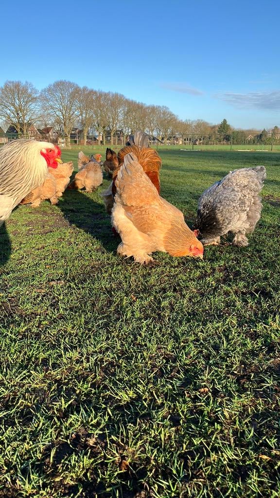 Broedeieren vd grote Brahma!, Dieren en Toebehoren, Pluimvee, Geslacht onbekend, Kip