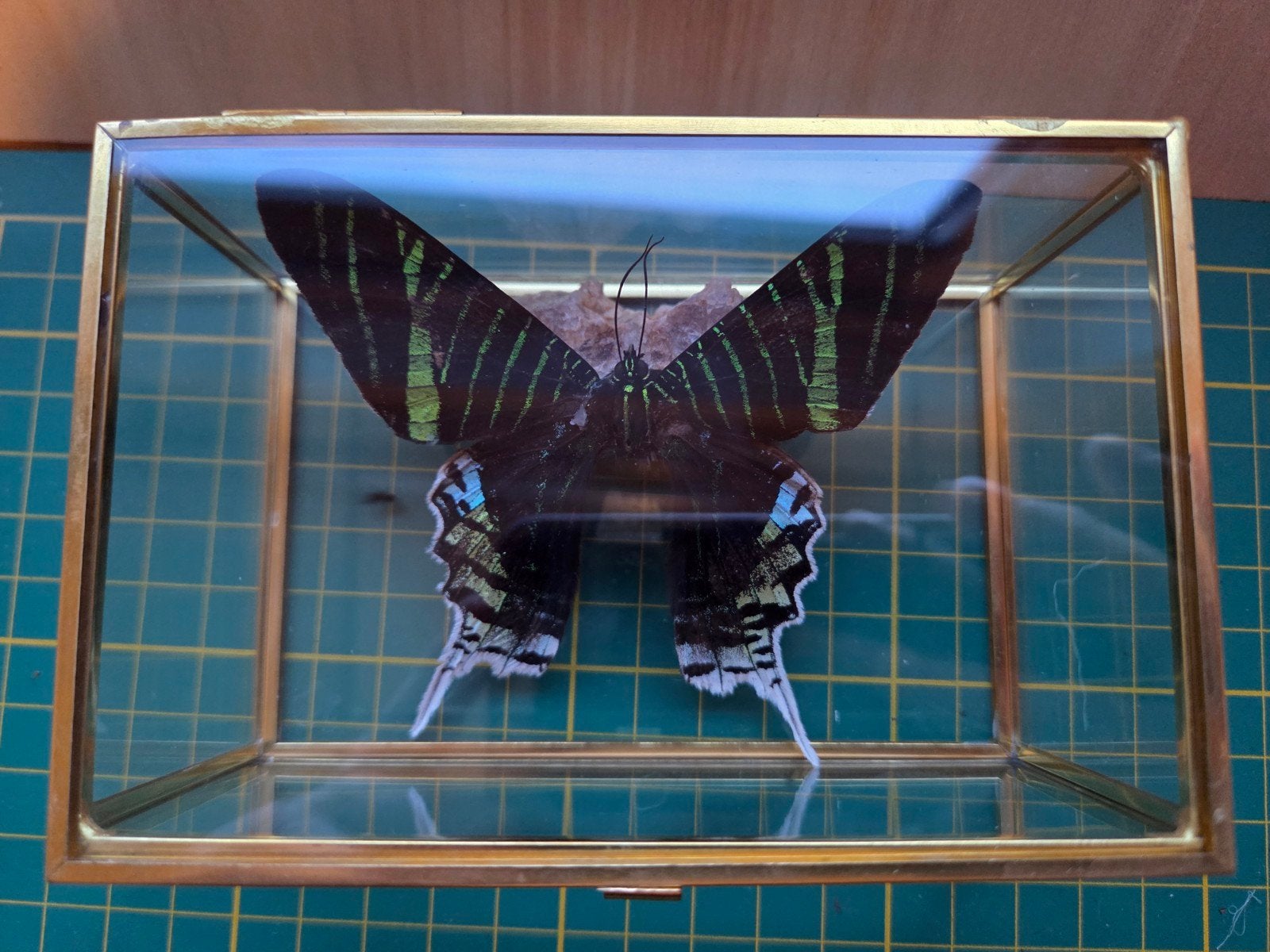 Urania Leilus vlinder in gouden glazen doosje, Ophalen of Verzenden, Nieuw, Insect, Opgezet dier
