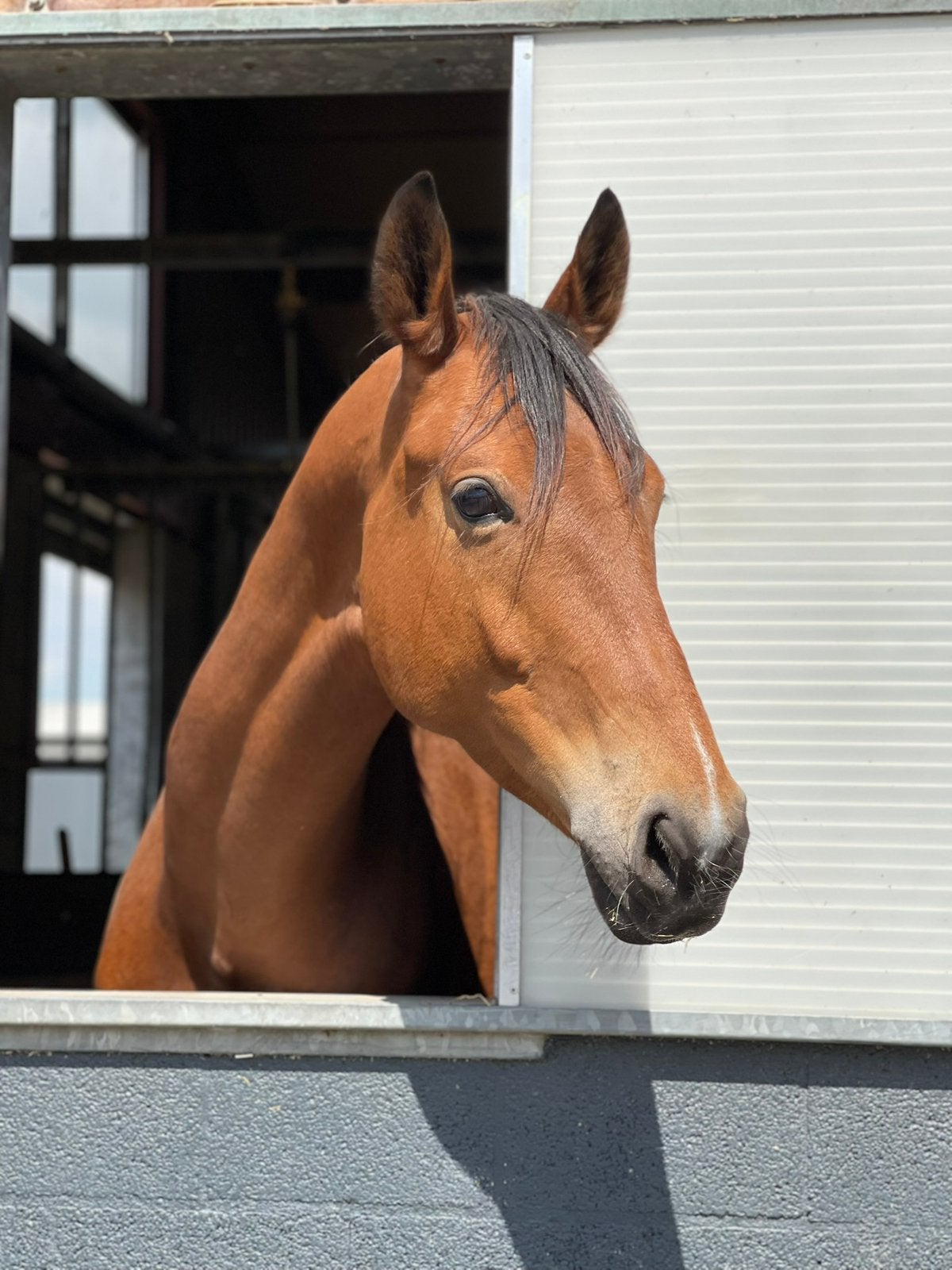 Paard te koop - L niveau - merrie - 6jr, Dieren en Toebehoren, Merrie, Met stamboom, Dressuurpaard, 3 tot 6 jaar