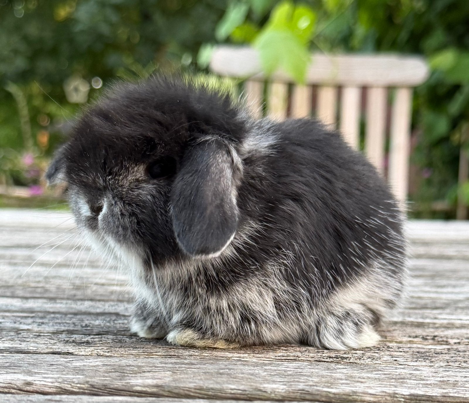 Minilop konijntjes, Dieren en Toebehoren, Konijnen, Meerdere dieren, Dwerg, Hangoor, 0 tot 2 jaar