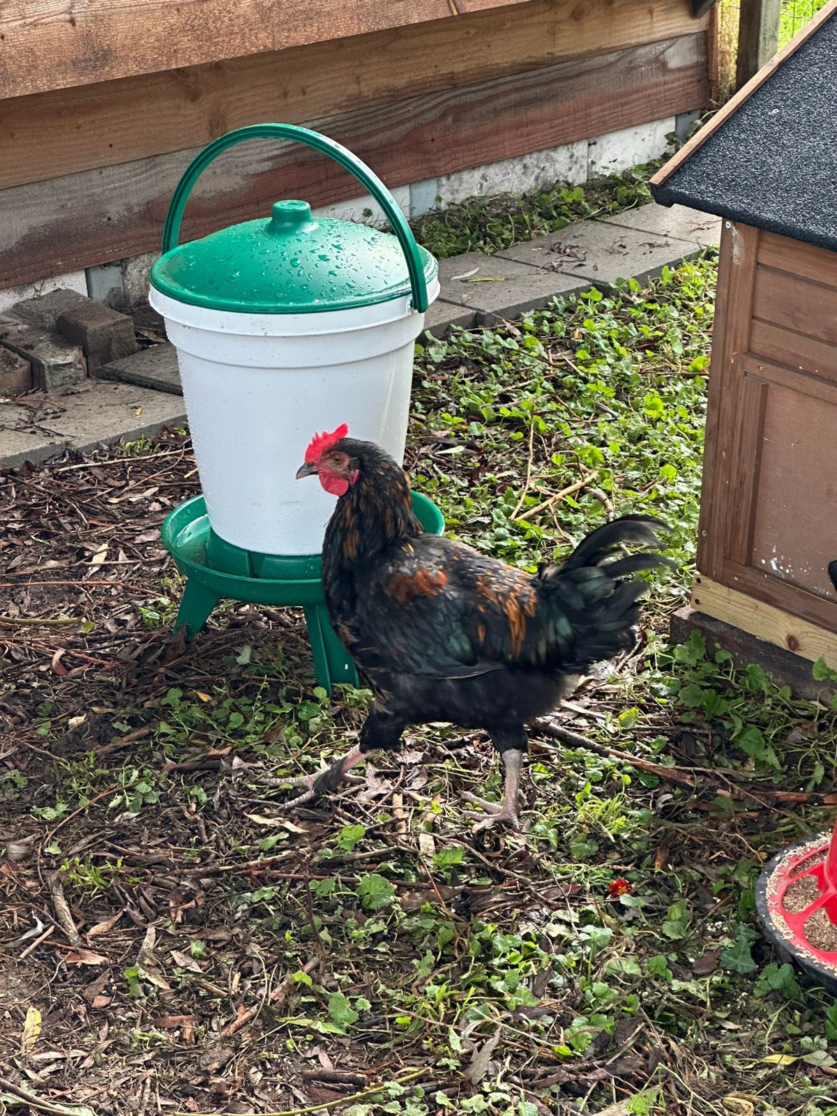 Jonge hanen - Marans x Australorp x Araucana, Dieren en Toebehoren, Ophalen, Zo goed als nieuw