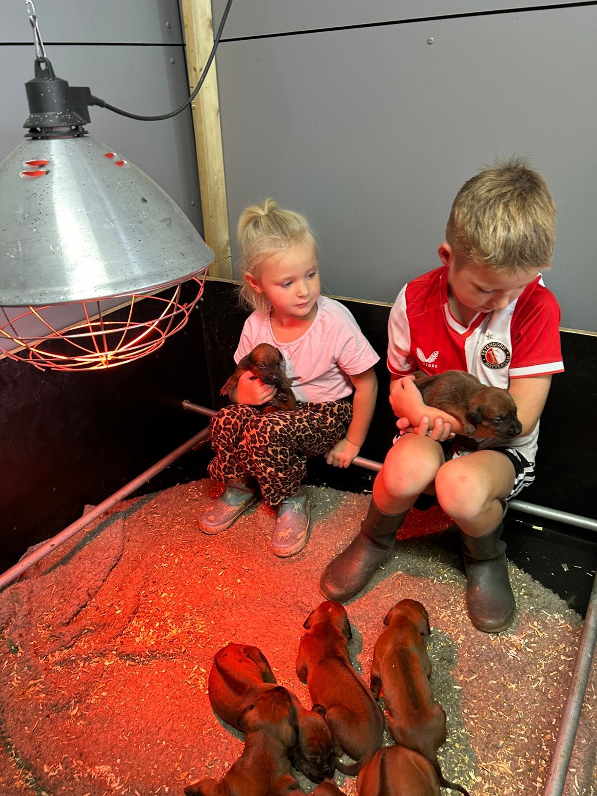 Rhodesian Ridgeback pups met stamboom, Parvo, Overige rassen, 8 tot 15 weken, Meerdere