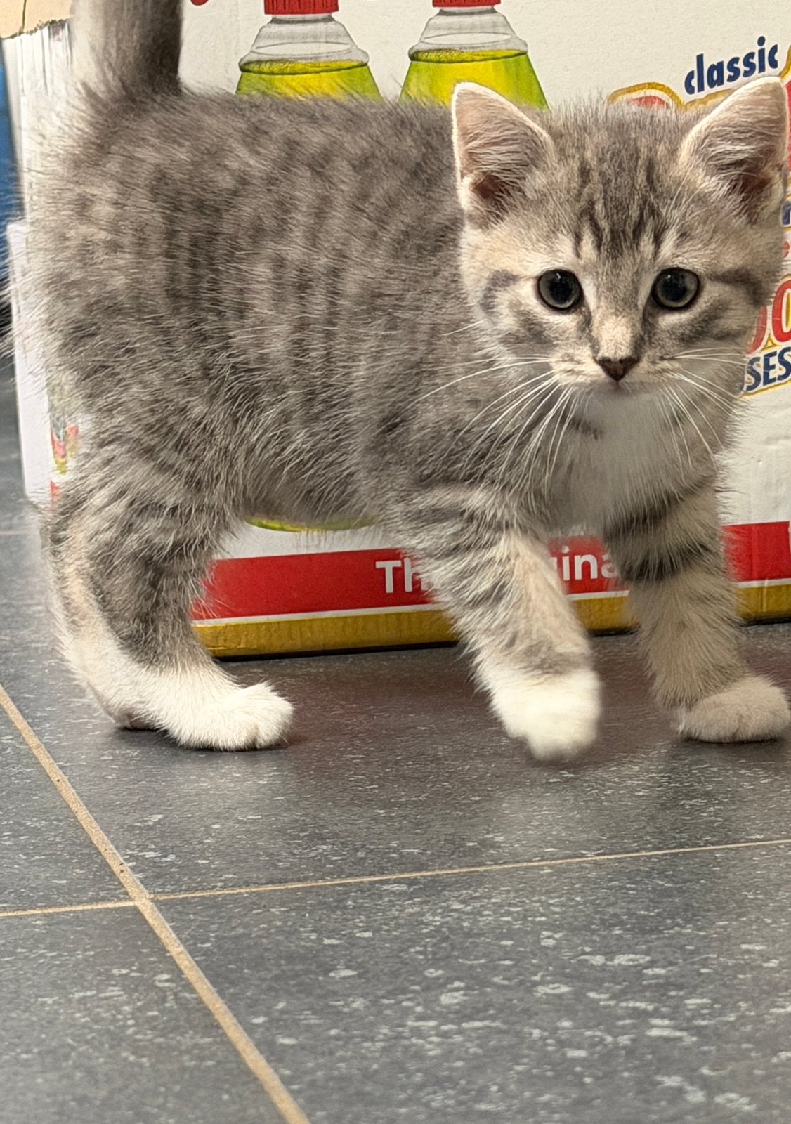 Kittens ragdoll x Europese korthaar, Dieren en Toebehoren, Poes, Ontwormd, 0 tot 2 jaar
