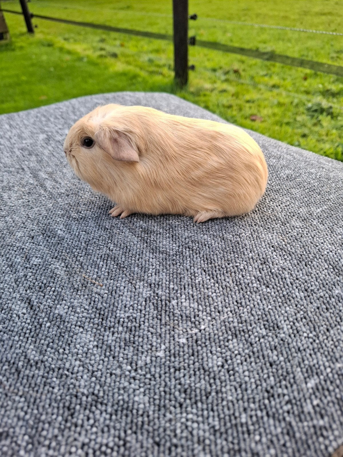 2 jonge crème beertjes, 1 met een wit kruintje., Dieren en Toebehoren, Cavia, Mannelijk, Tam, September