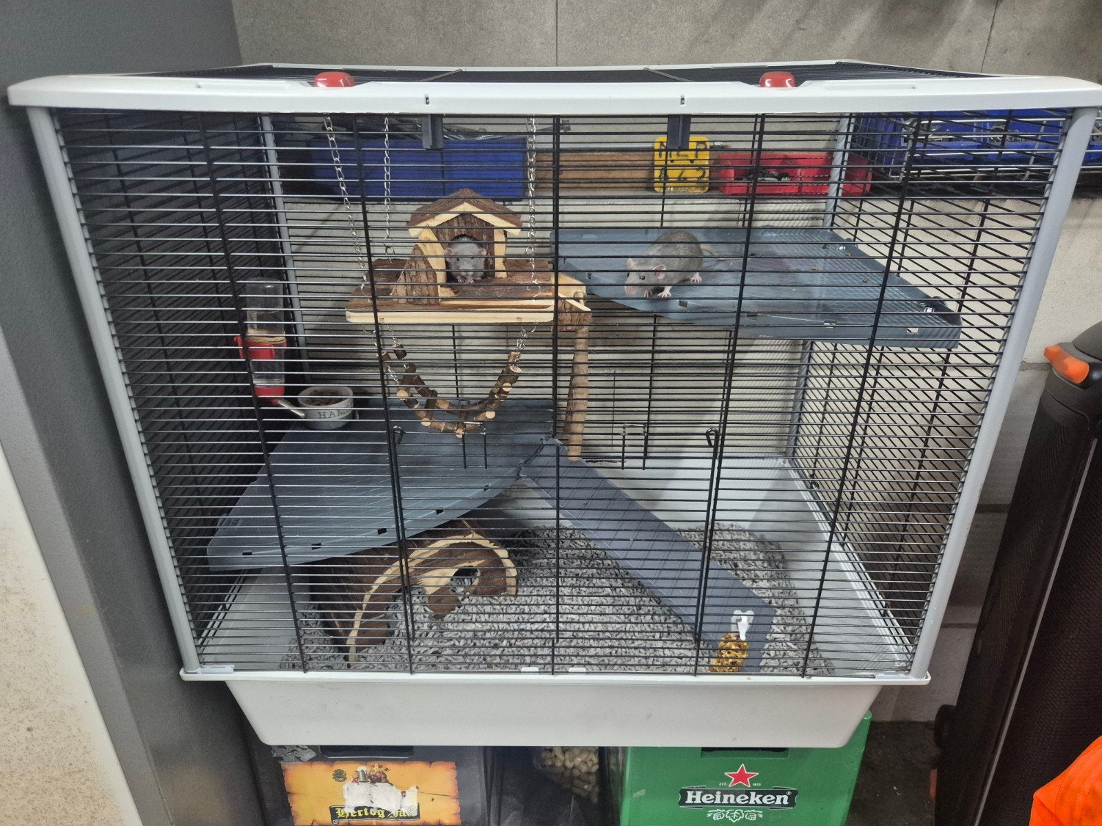 2 tamme dwergratjes mannetjes, Dieren en Toebehoren, Knaagdieren, Mannelijk, Rat, Januari, Tam