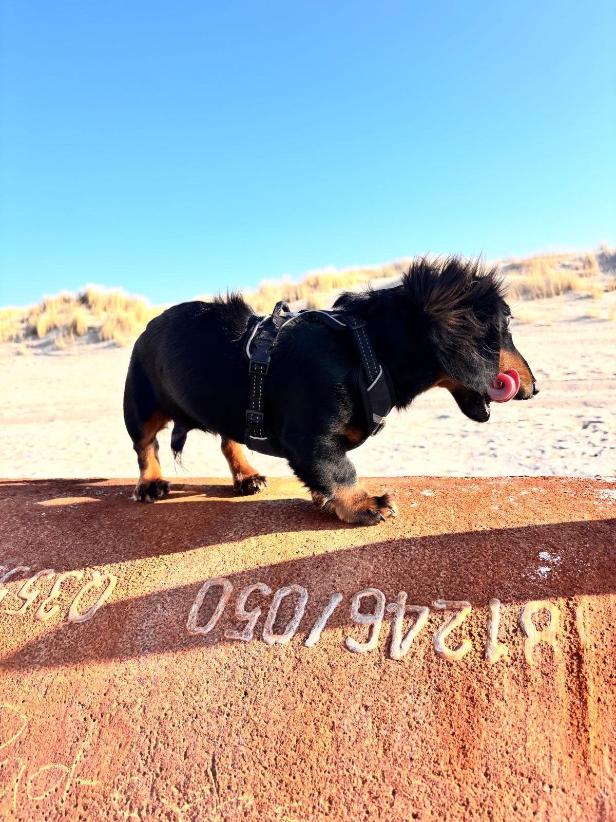 Teckel broertjes - 10 maanden, Dieren en Toebehoren, Honden | Teckels en Dashonden, Standaard, 15 weken tot 1 jaar, Reu, Langhaar