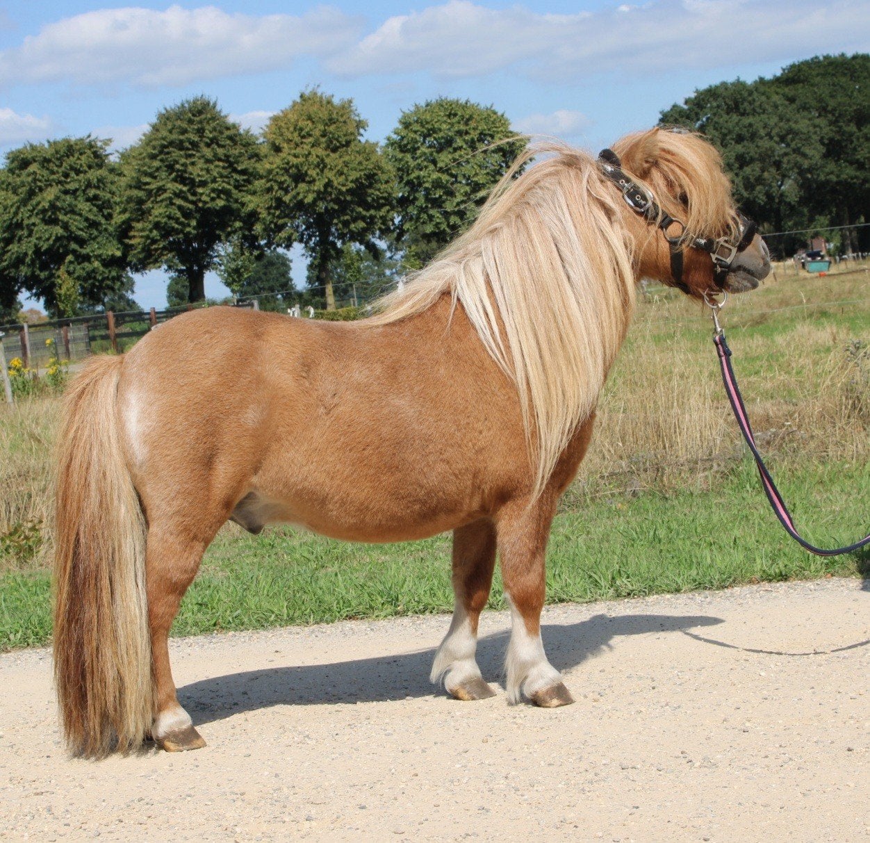 Te koop 7 super knappe shetlander en een betuigd Welsh ruin, Dieren en Toebehoren, Pony's, Ruin, A pony (tot 1.17m), Recreatiepony