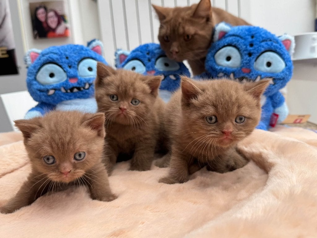 Brits korthaar latent DBE, Dieren en Toebehoren, Meerdere dieren, Met stamboom, 0 tot 2 jaar