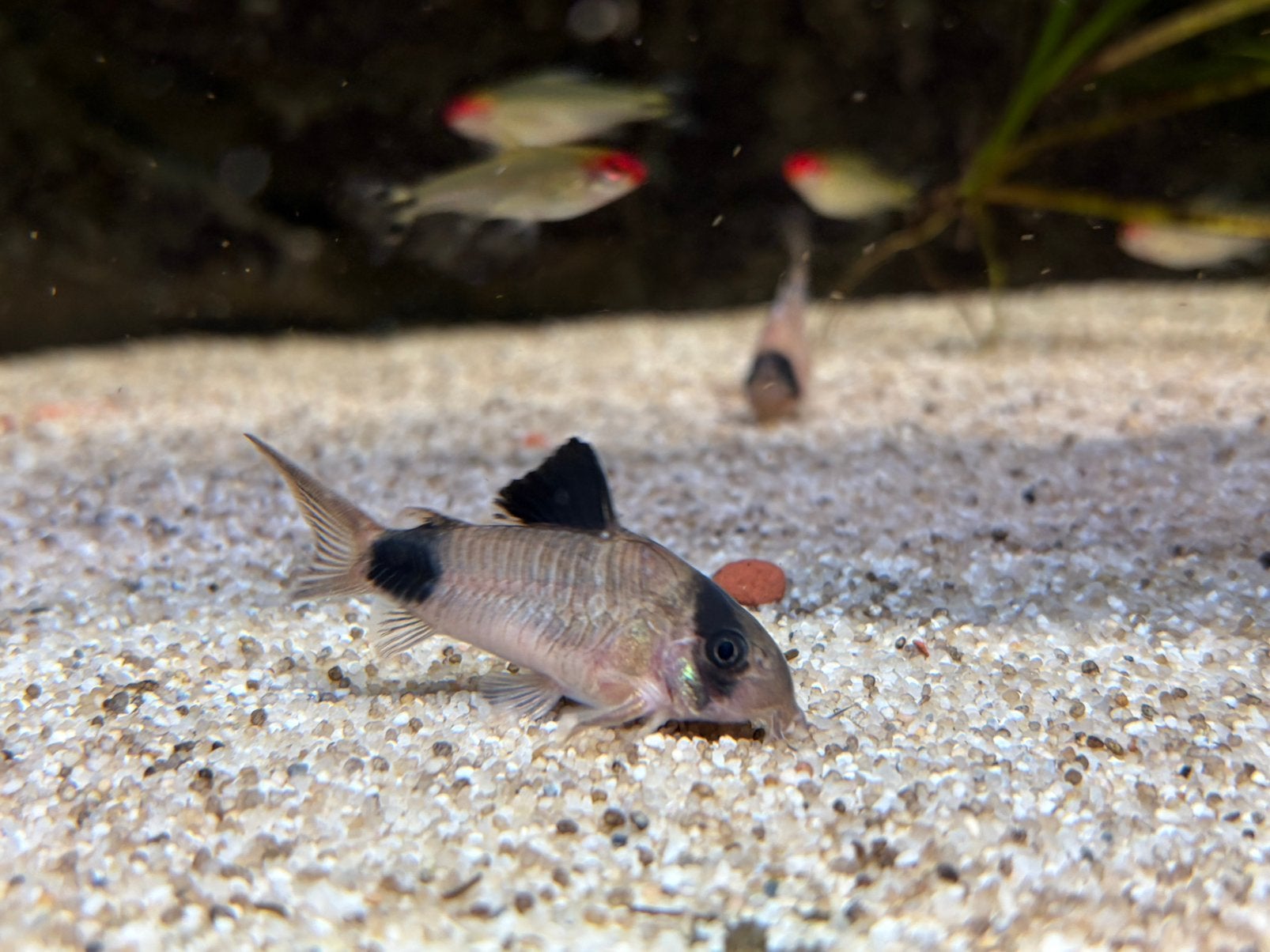 Corydoras Panda (eigen kweek, meerdere beschikbaar) 🐼, Dieren en Toebehoren, Vis, Zoetwatervis, Schoolvis
